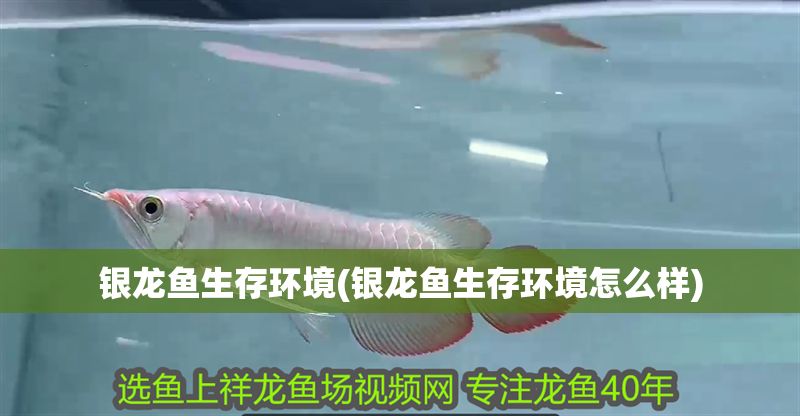 銀龍魚生存環境(銀龍魚生存環境怎么樣) 銀龍魚生存環境(銀龍魚生存環境怎么樣) 銀龍魚百科 第1張