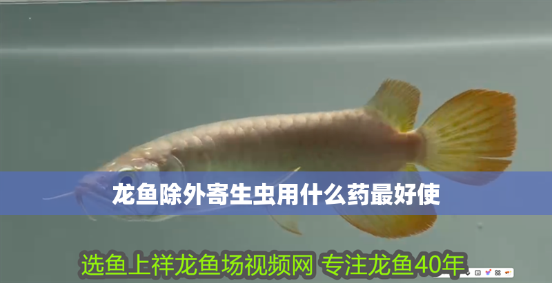 龍魚除外寄生蟲用什么藥最好使