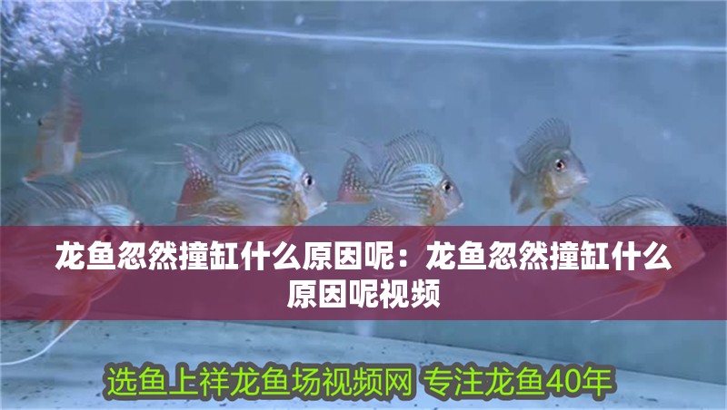 40厘米金龍魚價格多少一條