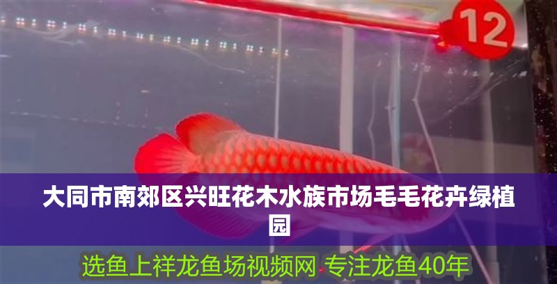 大同市南郊區興旺花木水族市場毛毛花卉綠植園