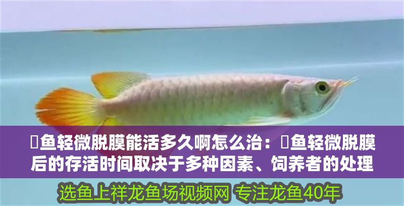 魟魚輕微脫膜能活多久啊怎么治：魟魚輕微脫膜后的存活時間取決于多種因素、飼養者的處理方式