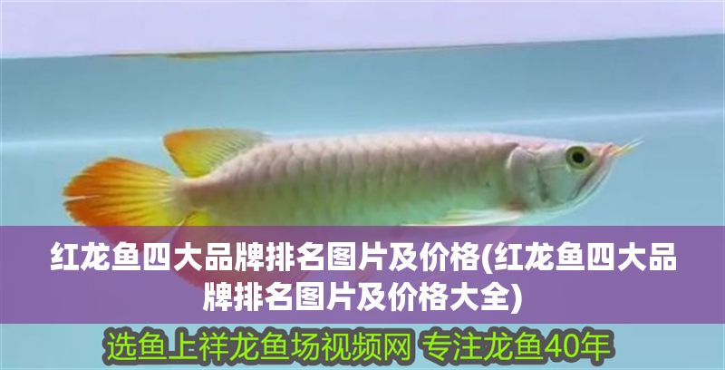 紅龍魚四大品牌排名圖片及價格(紅龍魚四大品牌排名圖片及價格大全)