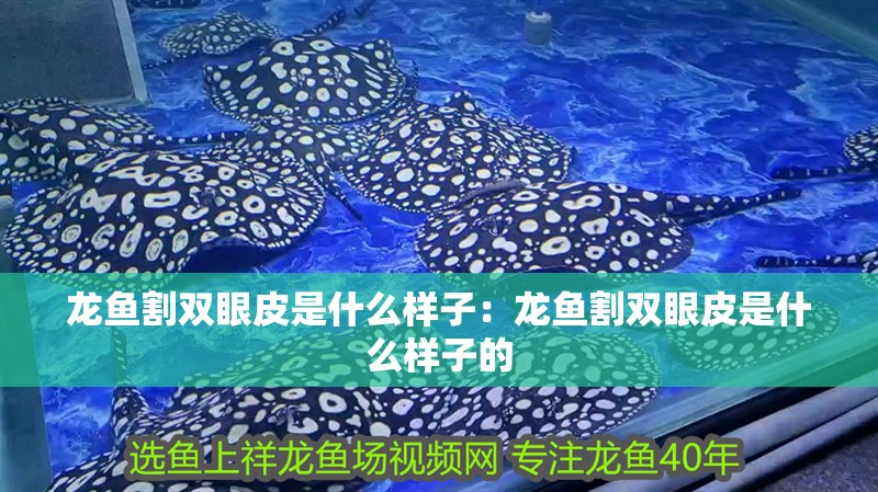 銀龍魚身上爛鱗圖片大全(銀龍魚身上爛皮了怎么辦)
