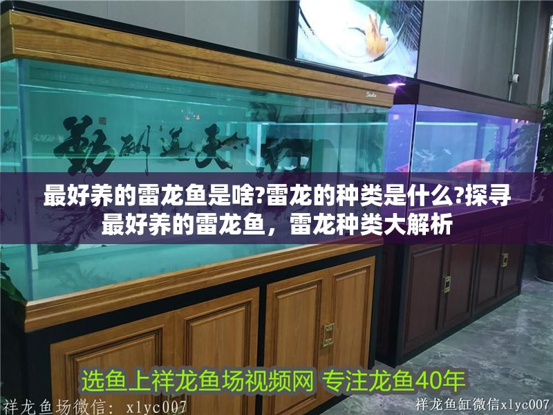 最好養的雷龍魚是啥?雷龍的種類是什么?探尋最好養的雷龍魚，雷龍種類大解析