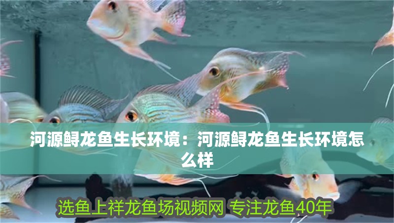 河源鱘龍魚生長環境：河源鱘龍魚生長環境怎么樣