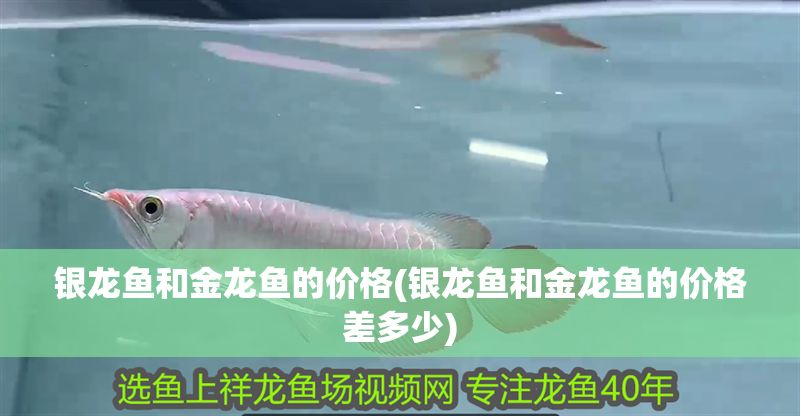 銀龍魚和金龍魚的價(jià)格(銀龍魚和金龍魚的價(jià)格差多少)