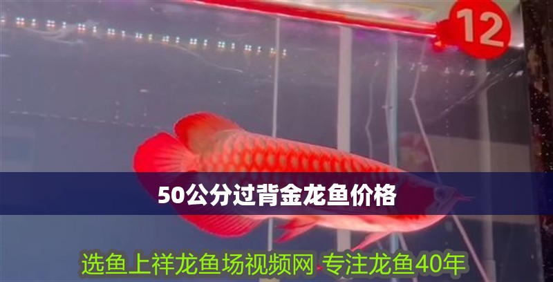 50公分過背金龍魚價格 龍魚百科 第1張 50公分過背金龍魚價格 50公分過背金龍魚價格 龍魚百科 第1張