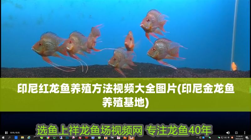 印尼紅龍魚養(yǎng)殖方法視頻大全圖片(印尼金龍魚養(yǎng)殖基地)