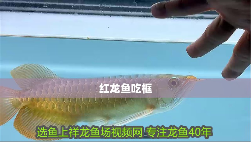 紅龍魚吃框