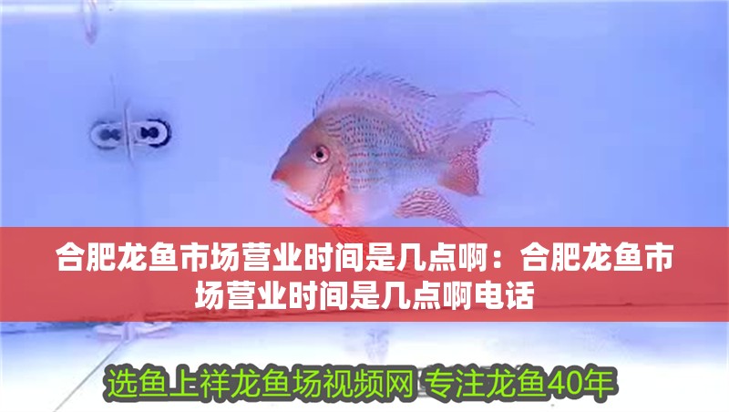 合肥龍魚市場營業時間是幾點啊：合肥龍魚市場營業時間是幾點啊電話
