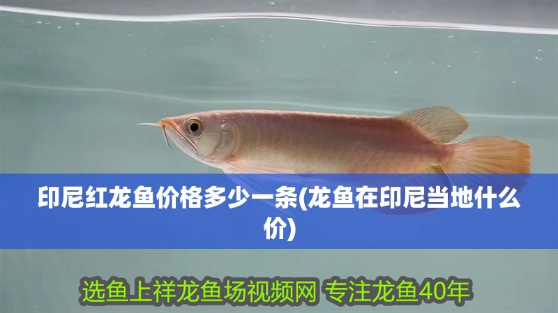 印尼紅龍魚(yú)價(jià)格多少一條(龍魚(yú)在印尼當(dāng)?shù)厥裁磧r(jià))