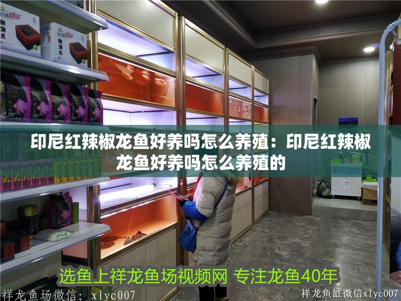 印尼紅辣椒龍魚好養嗎怎么養殖：印尼紅辣椒龍魚好養嗎怎么養殖的 印尼紅辣椒龍魚好養嗎怎么養殖：印尼紅辣椒龍魚好養嗎怎么養殖的 水族問答