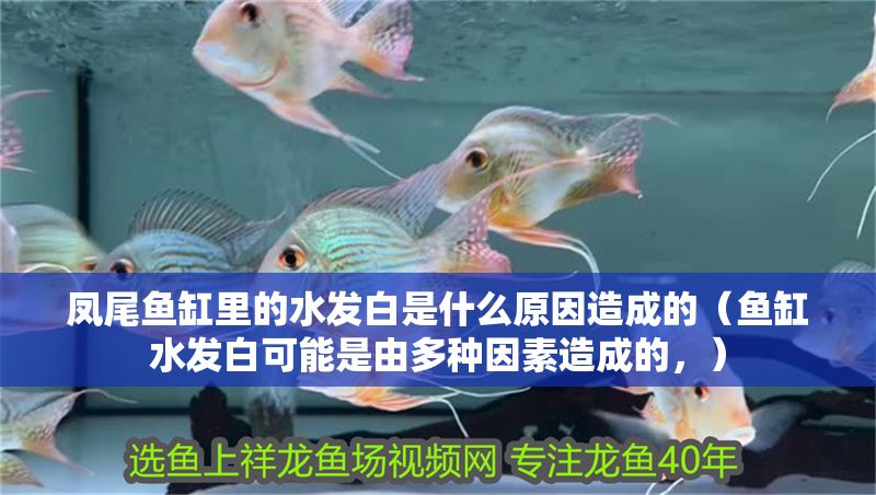 鳳尾魚缸里的水發白是什么原因造成的（魚缸水發白可能是由多種因素造成的，）