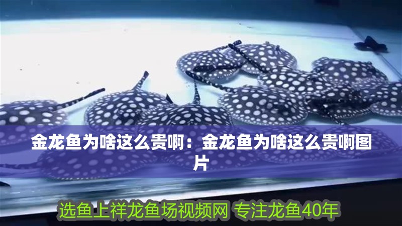 金龍魚為啥這么貴?。航瘕堲~為啥這么貴啊圖片