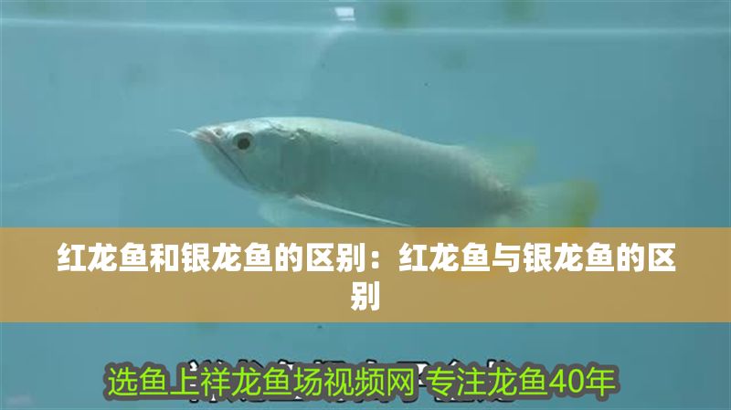 開家水族館進貨要求怎么寫
