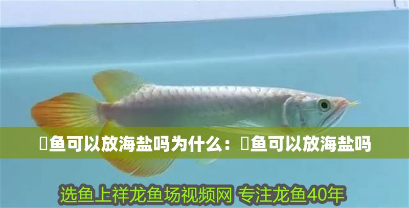 魟魚可以放海鹽嗎為什么：魟魚可以放海鹽嗎