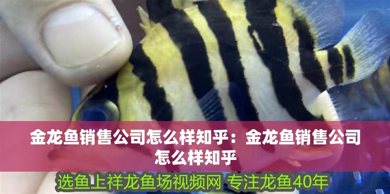 金龍魚銷售公司怎么樣知乎：金龍魚銷售公司怎么樣知乎