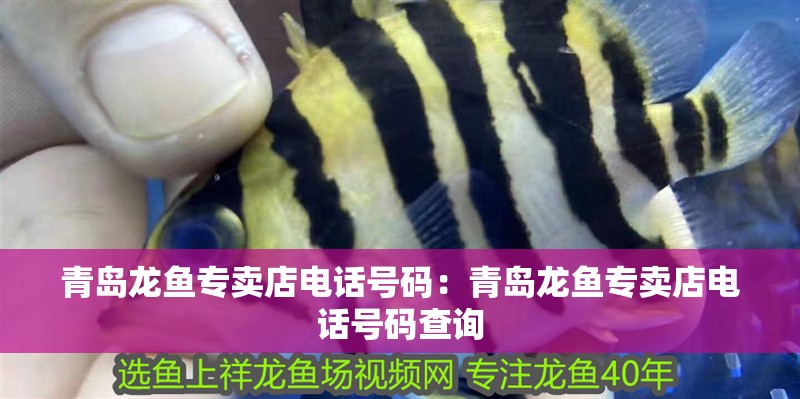 青島龍魚專賣店電話號碼：青島龍魚專賣店電話號碼查詢