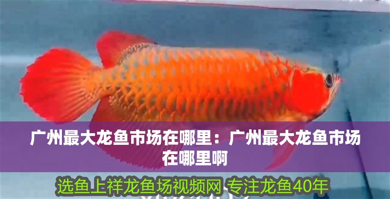 廣州最大龍魚市場在哪里：廣州最大龍魚市場在哪里啊