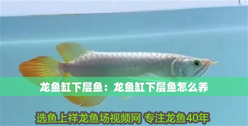 龍魚(yú)缸下層魚(yú):龍魚(yú)缸下層魚(yú)怎么養(yǎng) 水族問(wèn)答 龍魚(yú)缸下層魚(yú):龍魚(yú)缸下層魚(yú)怎么養(yǎng) 龍魚(yú)缸下層魚(yú):龍魚(yú)缸下層魚(yú)怎么養(yǎng) 水族問(wèn)答