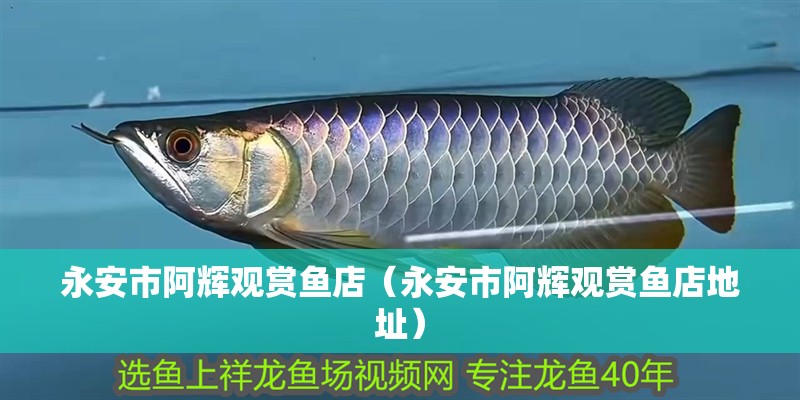 永安市阿輝觀賞魚店（永安市阿輝觀賞魚店地址）