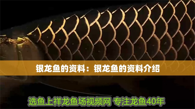 銀龍魚的資料：銀龍魚的資料介紹 銀龍魚的資料：銀龍魚的資料介紹 水族問答