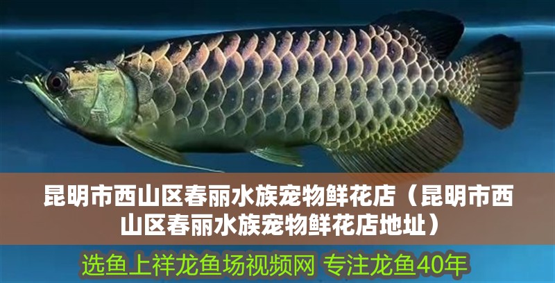 昆明市西山區(qū)春麗水族寵物鮮花店（昆明市西山區(qū)春麗水族寵物鮮花店地址）