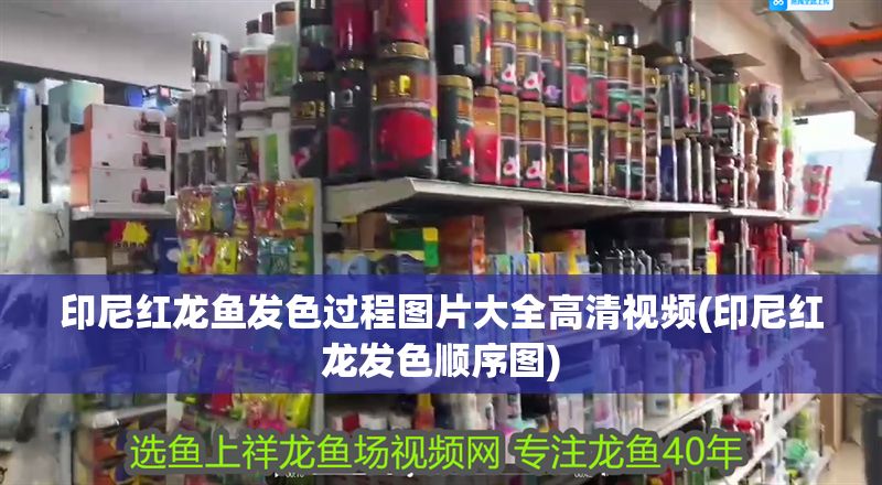 印尼紅龍魚發色過程圖片大全高清視頻(印尼紅龍發色順序圖)