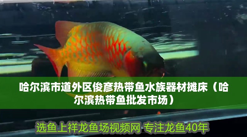 哈爾濱市道外區俊彥熱帶魚水族器材攤床（哈爾濱熱帶魚批發市場）