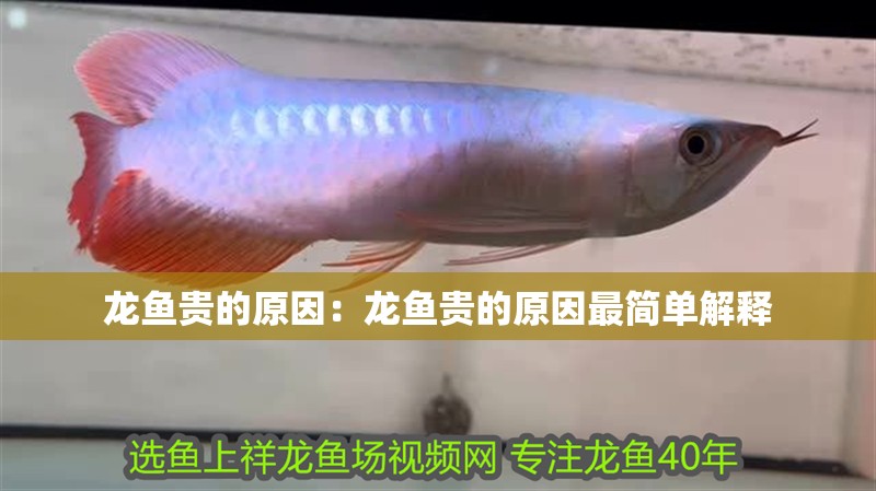 龍魚貴的原因:龍魚貴的原因最簡單解釋 水族問答 龍魚貴的原因:龍魚貴的原因最簡單解釋 龍魚貴的原因:龍魚貴的原因最簡單解釋 水族問答