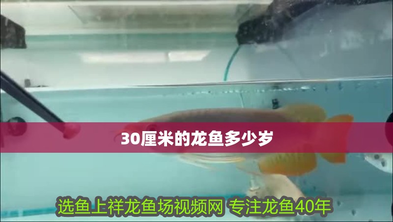 30厘米的龍魚多少歲 30厘米的龍魚多少歲 龍魚百科 第1張