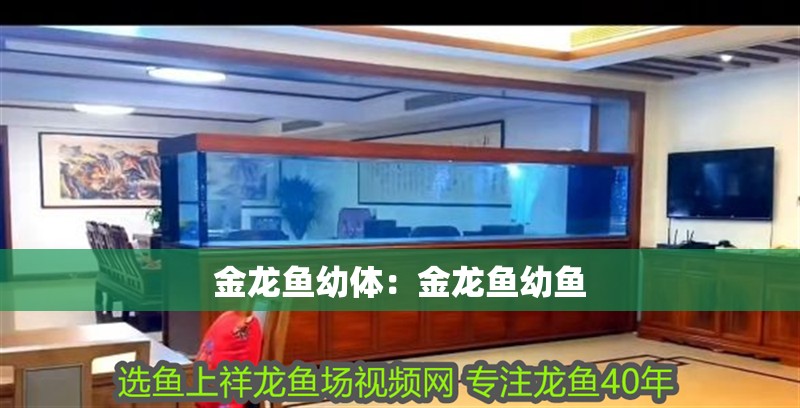 金龍魚幼體：金龍魚幼魚
