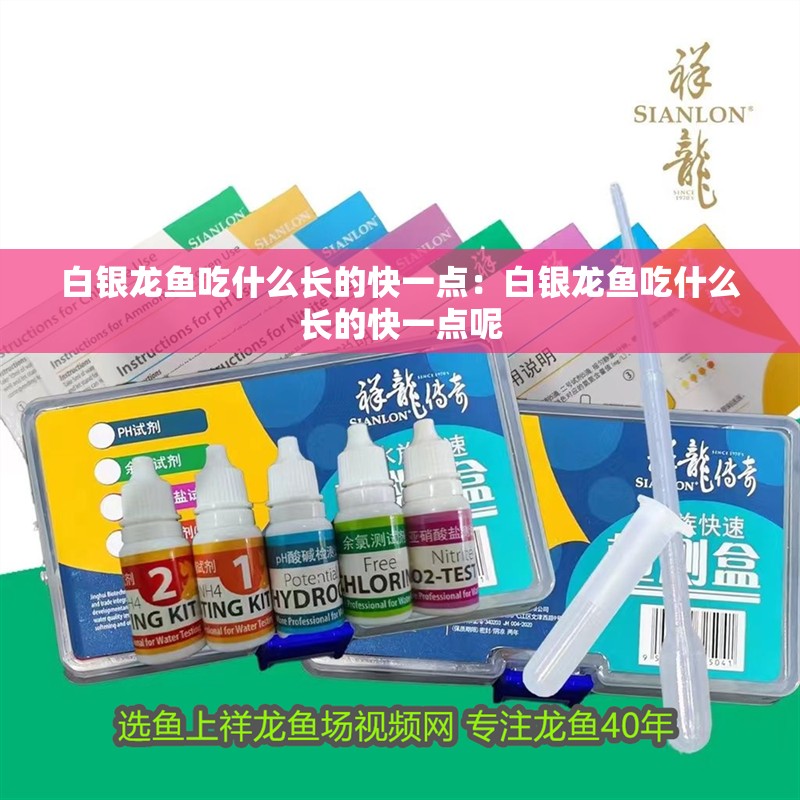 白銀龍魚吃什么長的快一點：白銀龍魚吃什么長的快一點呢