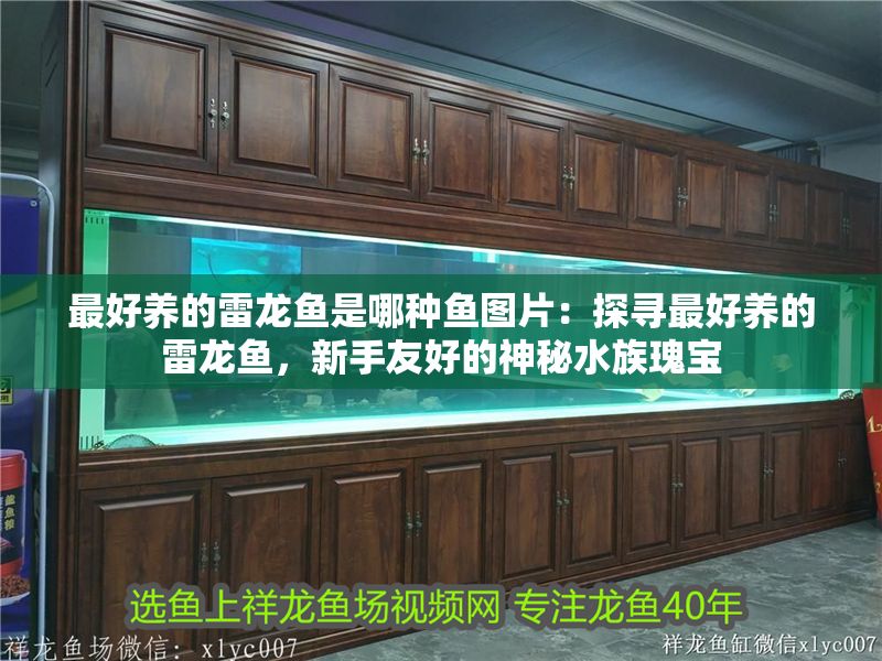 最好養的雷龍魚是哪種魚圖片：探尋最好養的雷龍魚，新手友好的神秘水族瑰寶