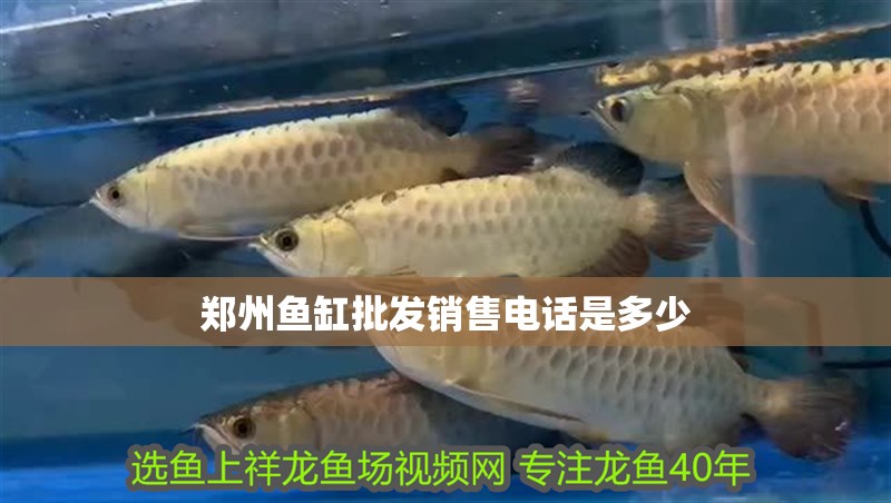 鄭州魚缸批發(fā)銷售電話是多少