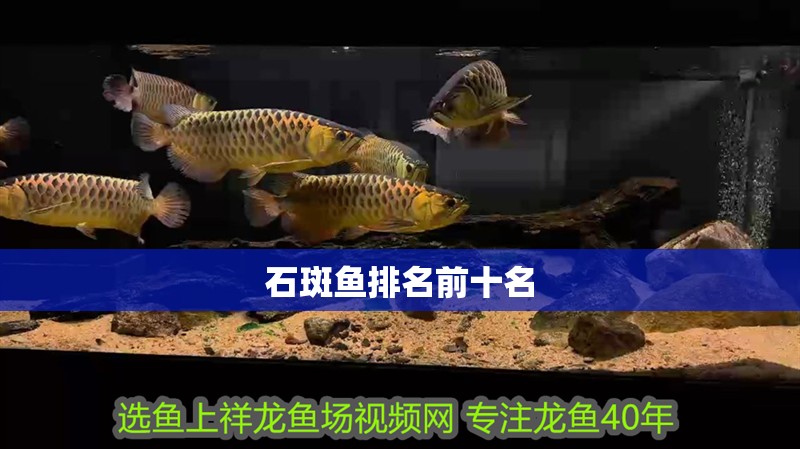石斑魚排名前十名