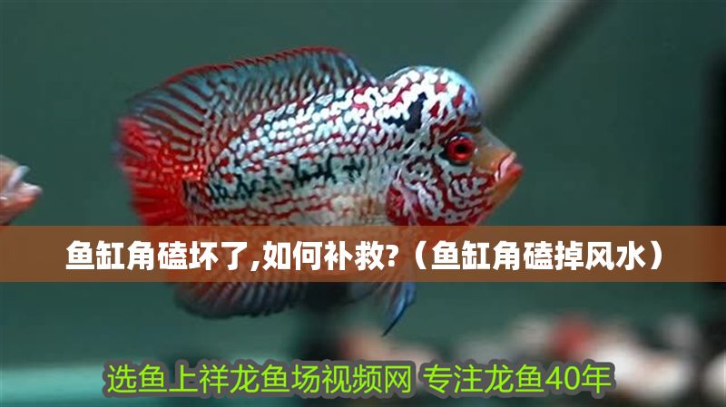 魚缸角磕壞了,如何補救?（魚缸角磕掉風水）