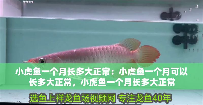 小虎魚一個月長多大正常：小虎魚一個月可以長多大正常，小虎魚一個月長多大正常