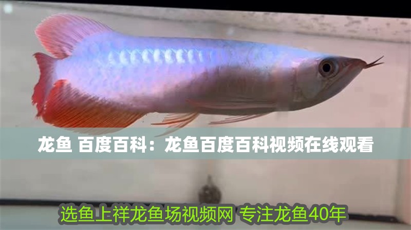 龍魚 百度百科：龍魚百度百科視頻在線觀看