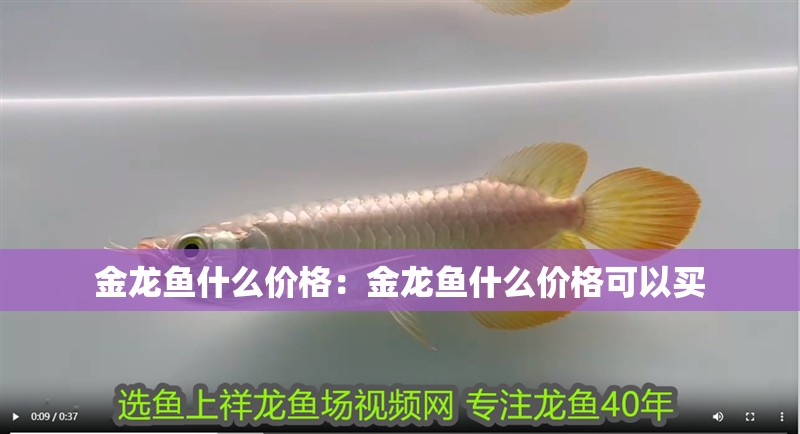 金龍魚什么價(jià)格：金龍魚什么價(jià)格可以買