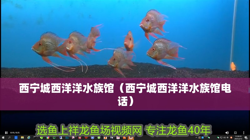西寧城西洋洋水族館（西寧城西洋洋水族館電話）