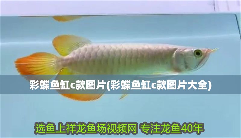 彩蝶魚缸c款圖片(彩蝶魚缸c款圖片大全) 彩蝶魚缸c款圖片(彩蝶魚缸c款圖片大全) 金龍魚百科 第1張
