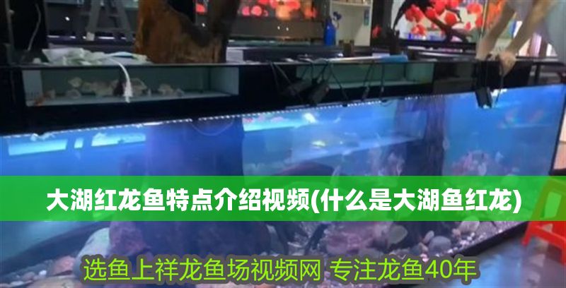 大湖紅龍魚特點介紹視頻(什么是大湖魚紅龍)