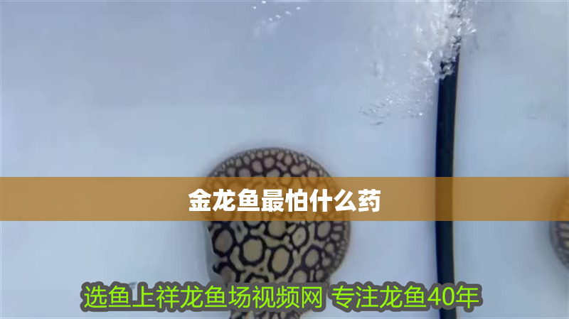 金龍魚最怕什么藥