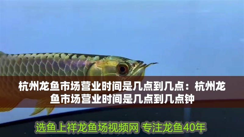 杭州龍魚市場(chǎng)營業(yè)時(shí)間是幾點(diǎn)到幾點(diǎn)：杭州龍魚市場(chǎng)營業(yè)時(shí)間是幾點(diǎn)到幾點(diǎn)鐘