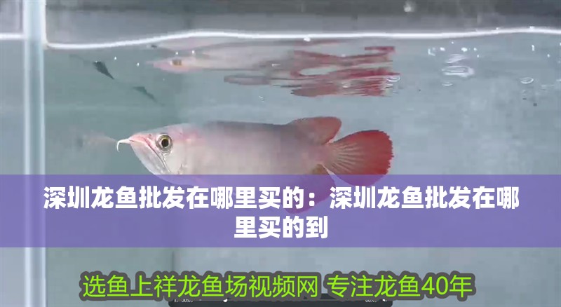 <strong><mark>深圳</mark></strong>龍魚批發在哪里買的：<strong><mark>深圳</mark></strong>龍魚批發在哪里買的到