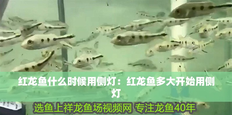 紅龍魚什么時候用側(cè)燈：紅龍魚多大開始用側(cè)燈
