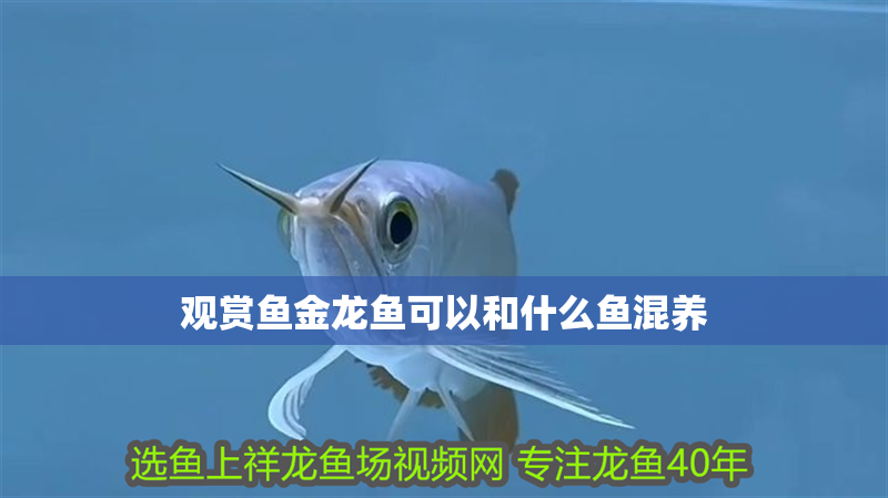 觀賞魚金龍魚可以和什么魚混養(yǎng)