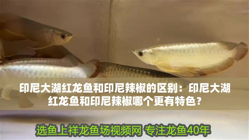印尼大湖紅龍魚和印尼辣椒的區別：印尼大湖紅龍魚和印尼辣椒哪個更有特色？