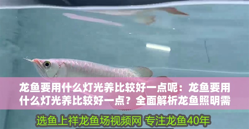 龍魚要用什么燈光養比較好一點呢：龍魚要用什么燈光養比較好一點？全面解析龍魚照明需求